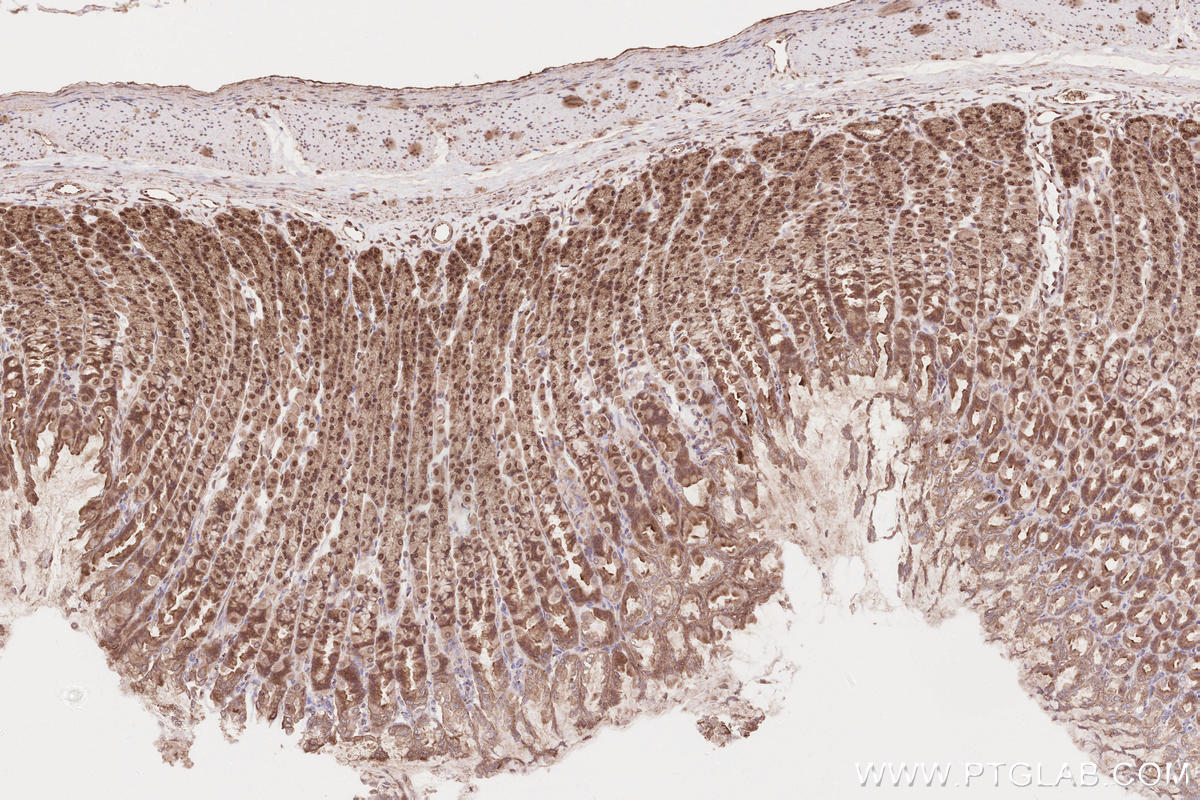 Immunohistochemical analysis of paraffin-embedded rat stomach tissue slide using KHC2595 (DUB3 IHC Kit).