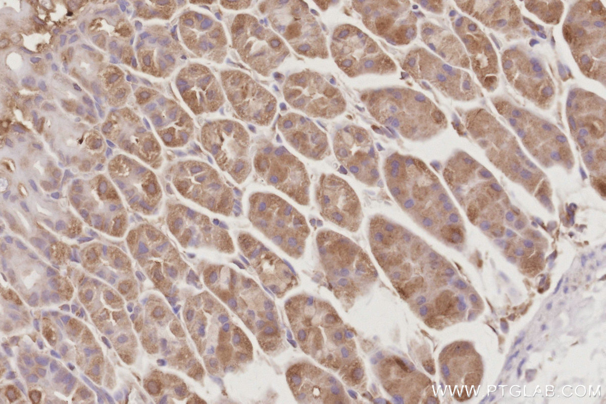 Immunohistochemical analysis of paraffin-embedded mouse stomach tissue slide using KHC3091 (DYNC1LI1 IHC Kit).