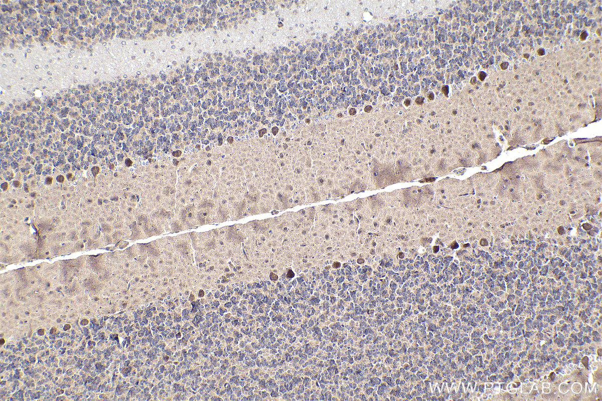 Immunohistochemical analysis of paraffin-embedded rat cerebellum tissue slide using KHC1812 (DZIP1 IHC Kit).