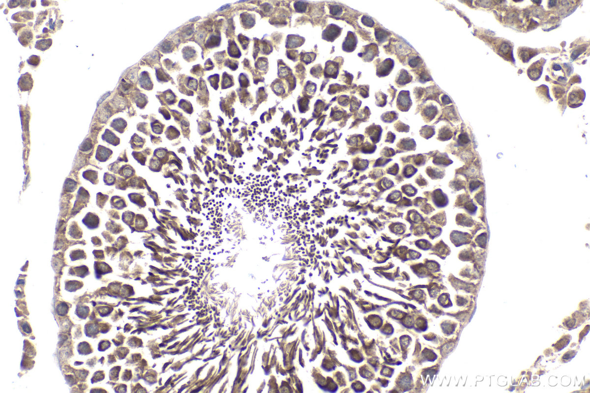 Immunohistochemical analysis of paraffin-embedded rat testis tissue slide using KHC1812 (DZIP1 IHC Kit).