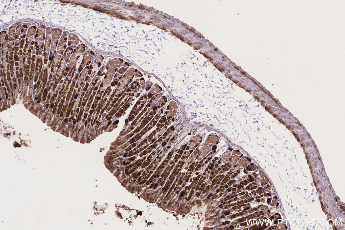 Immunohistochemical analysis of paraffin-embedded mouse stomach tissue slide using KHC2749 (EDEM1 IHC Kit).