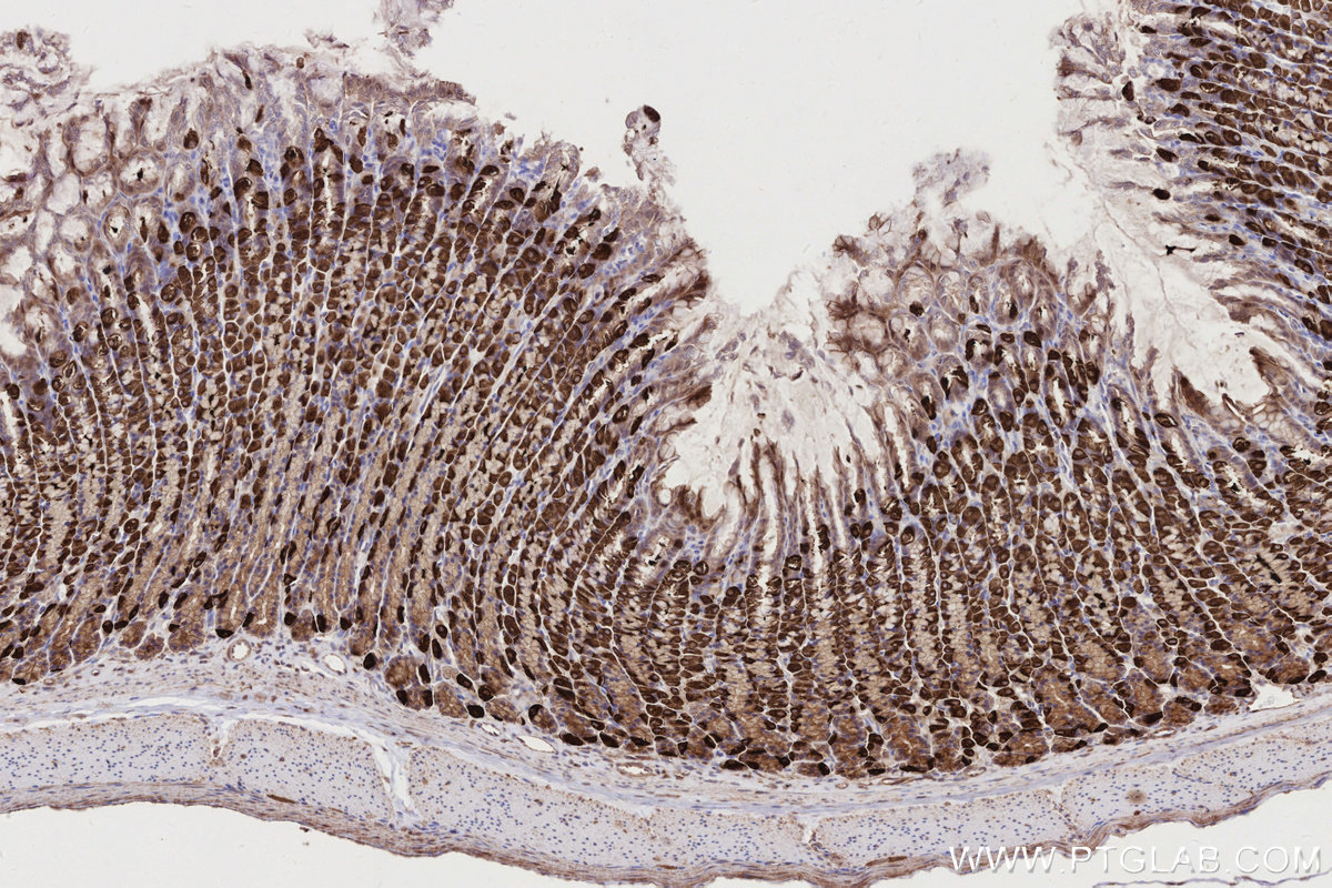 Immunohistochemical analysis of paraffin-embedded rat stomach tissue slide using KHC2749 (EDEM1 IHC Kit).