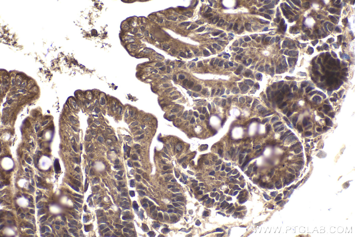 Immunohistochemical analysis of paraffin-embedded mouse intestine tissue slide using KHC1935 (EGLN3 IHC Kit).