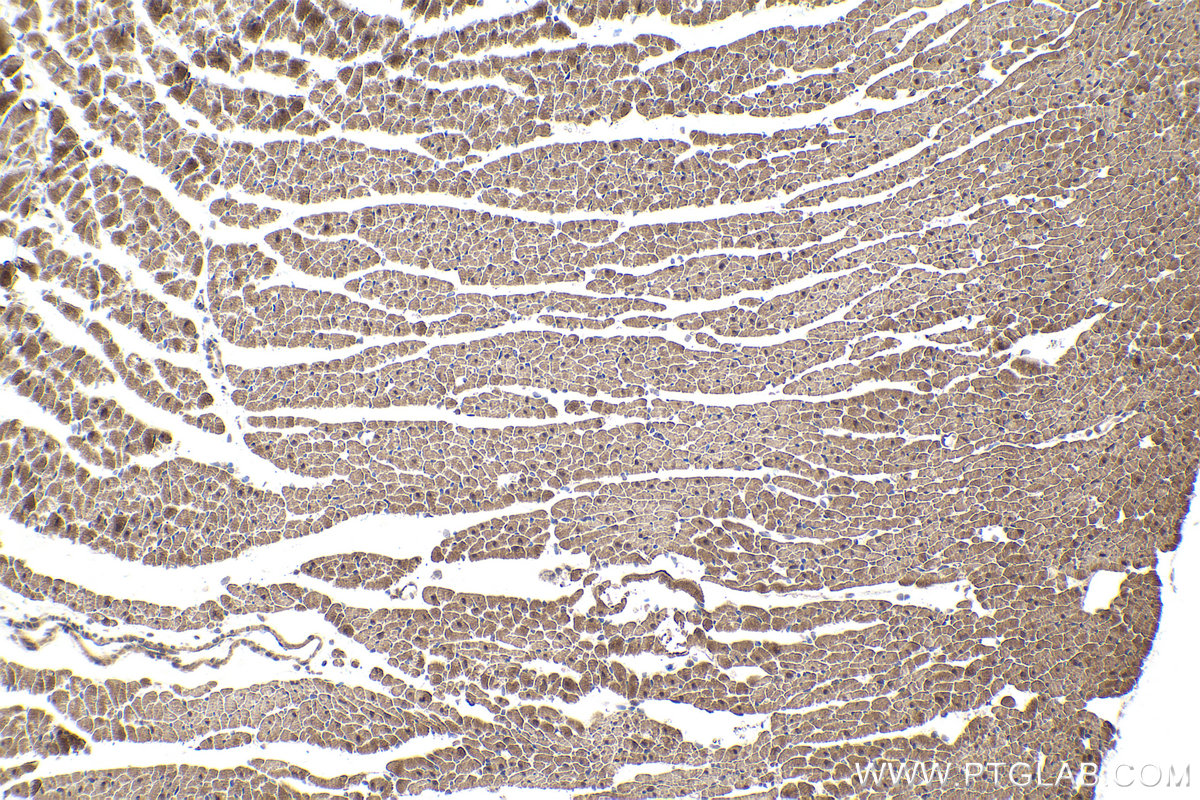 Immunohistochemical analysis of paraffin-embedded rat heart tissue slide using KHC1935 (EGLN3 IHC Kit).