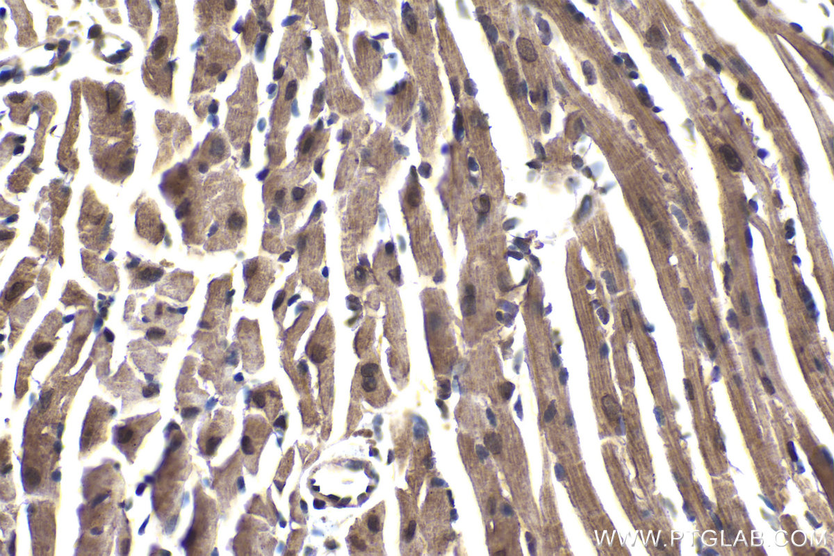 Immunohistochemical analysis of paraffin-embedded mouse heart tissue slide using KHC2032 (EID1 IHC Kit).