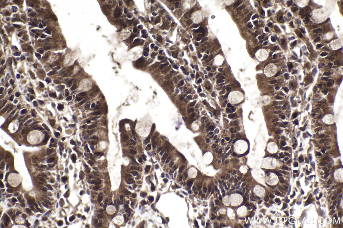 Immunohistochemical analysis of paraffin-embedded rat small intestine tissue slide using KHC2032 (EID1 IHC Kit).