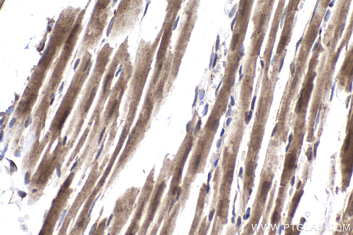 Immunohistochemical analysis of paraffin-embedded rat heart tissue slide using KHC2032 (EID1 IHC Kit).