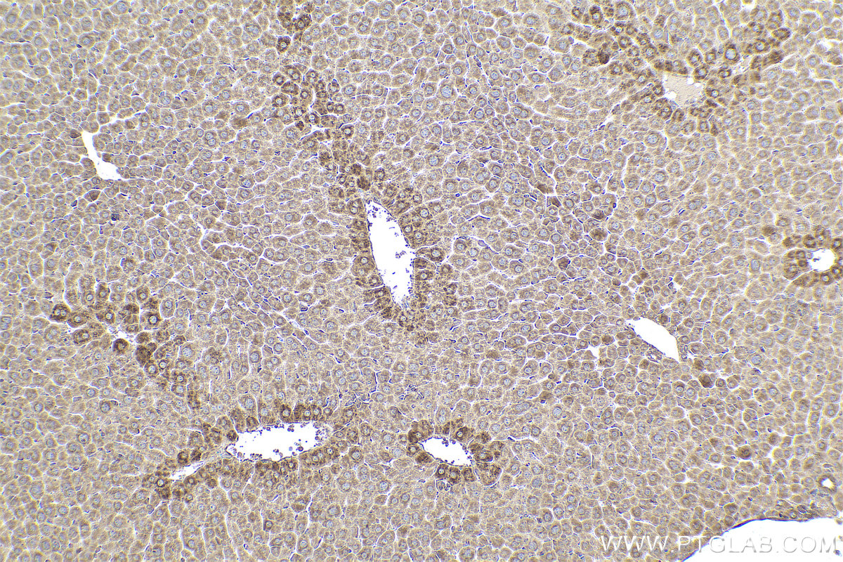 Immunohistochemical analysis of paraffin-embedded mouse liver tissue slide using KHC0796 (EIF2C1 IHC Kit).