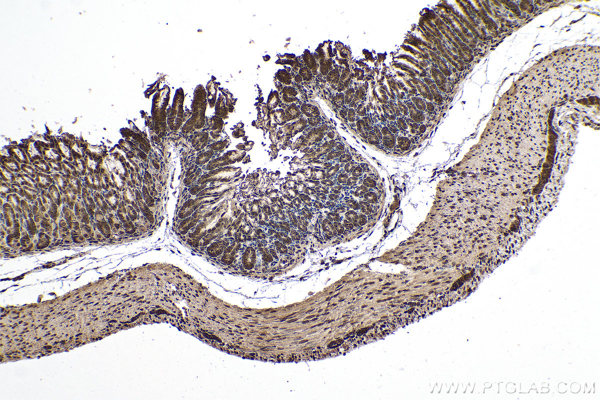 Immunohistochemical analysis of paraffin-embedded mouse stomach tissue slide using KHC0778 (EIF3E IHC Kit).