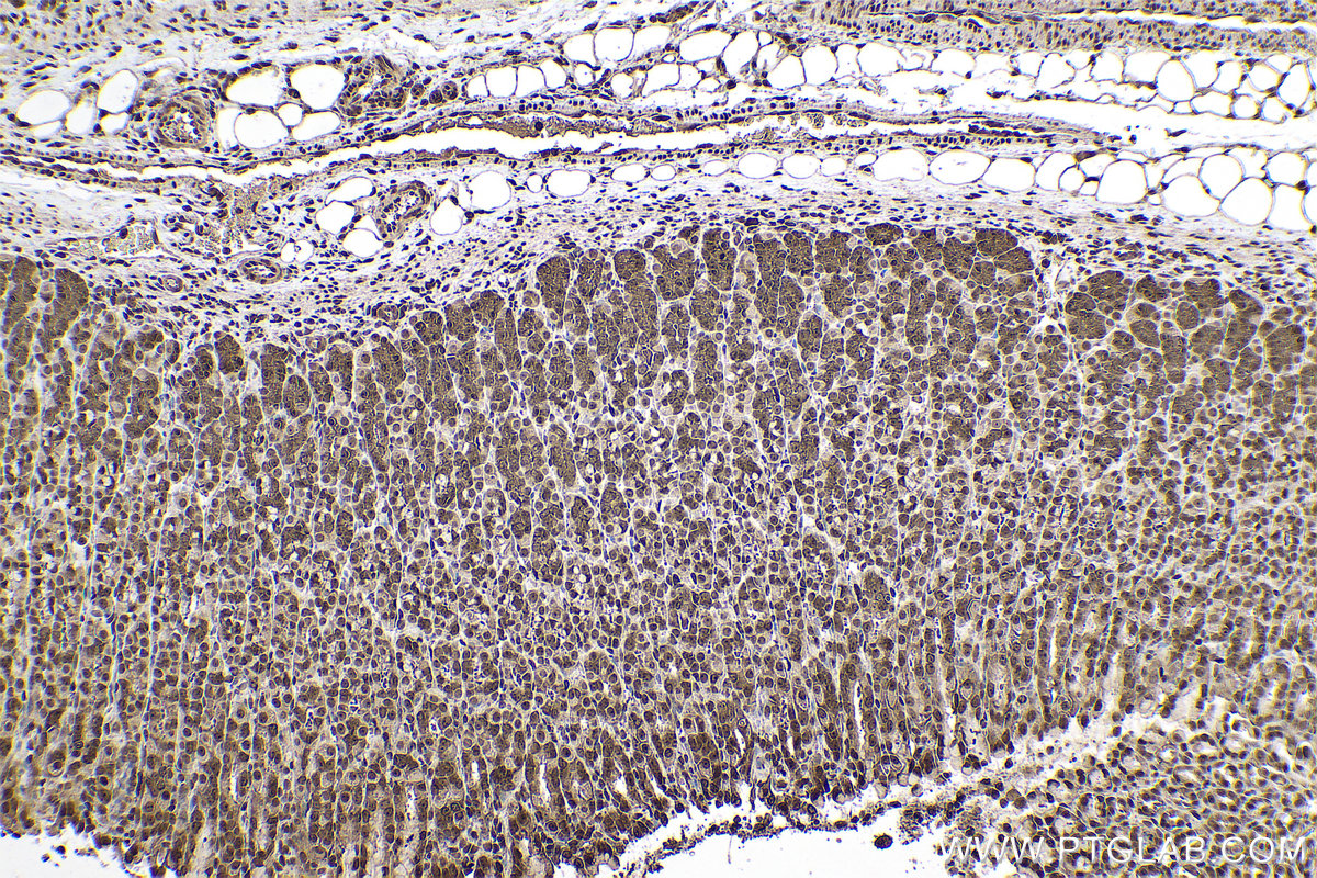 Immunohistochemical analysis of paraffin-embedded rat stomach tissue slide using KHC0778 (EIF3E IHC Kit).