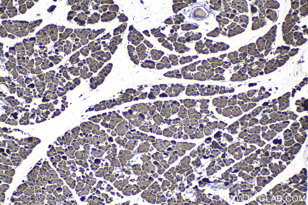 Immunohistochemical analysis of paraffin-embedded mouse pancreas tissue slide using KHC1205 (EIF4E IHC Kit).