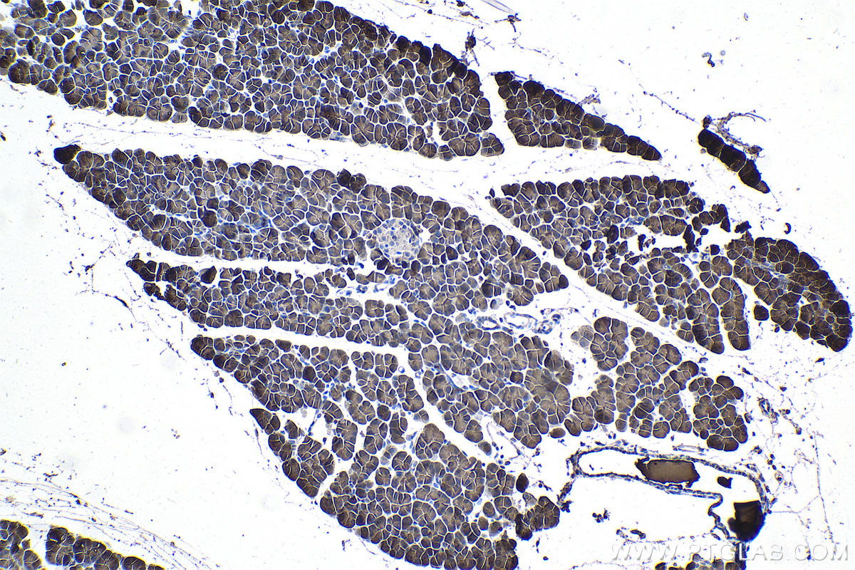 Immunohistochemical analysis of paraffin-embedded rat pancreas tissue slide using KHC0973 (EIF4EBP1 IHC Kit).