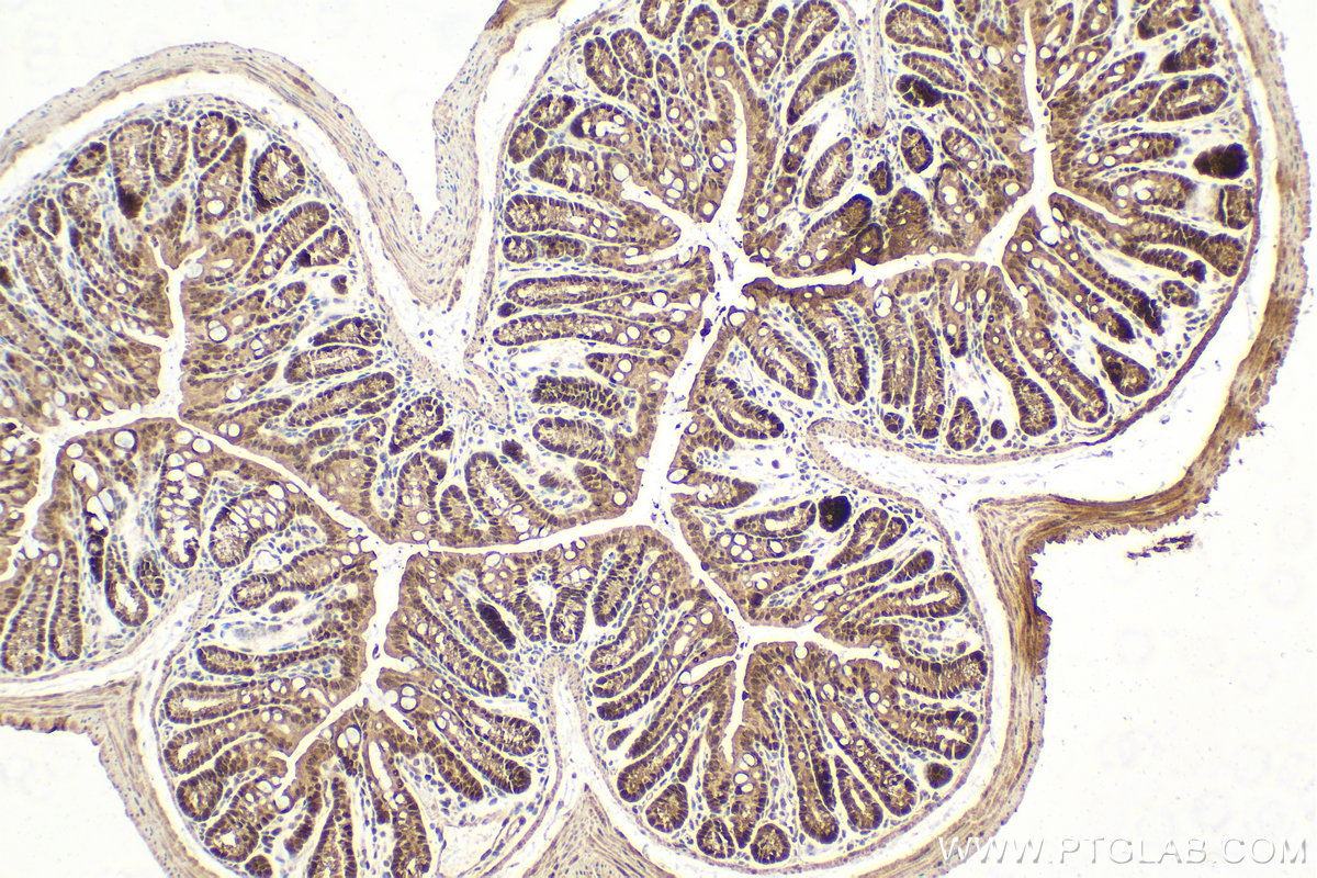 Immunohistochemical analysis of paraffin-embedded mouse colon tissue slide using KHC1632 (EIF6 IHC Kit).