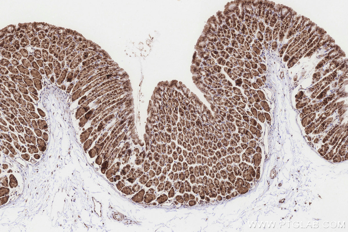 Immunohistochemical analysis of paraffin-embedded mouse stomach tissue slide using KHC3254 (EMC2/TTC35 IHC Kit).