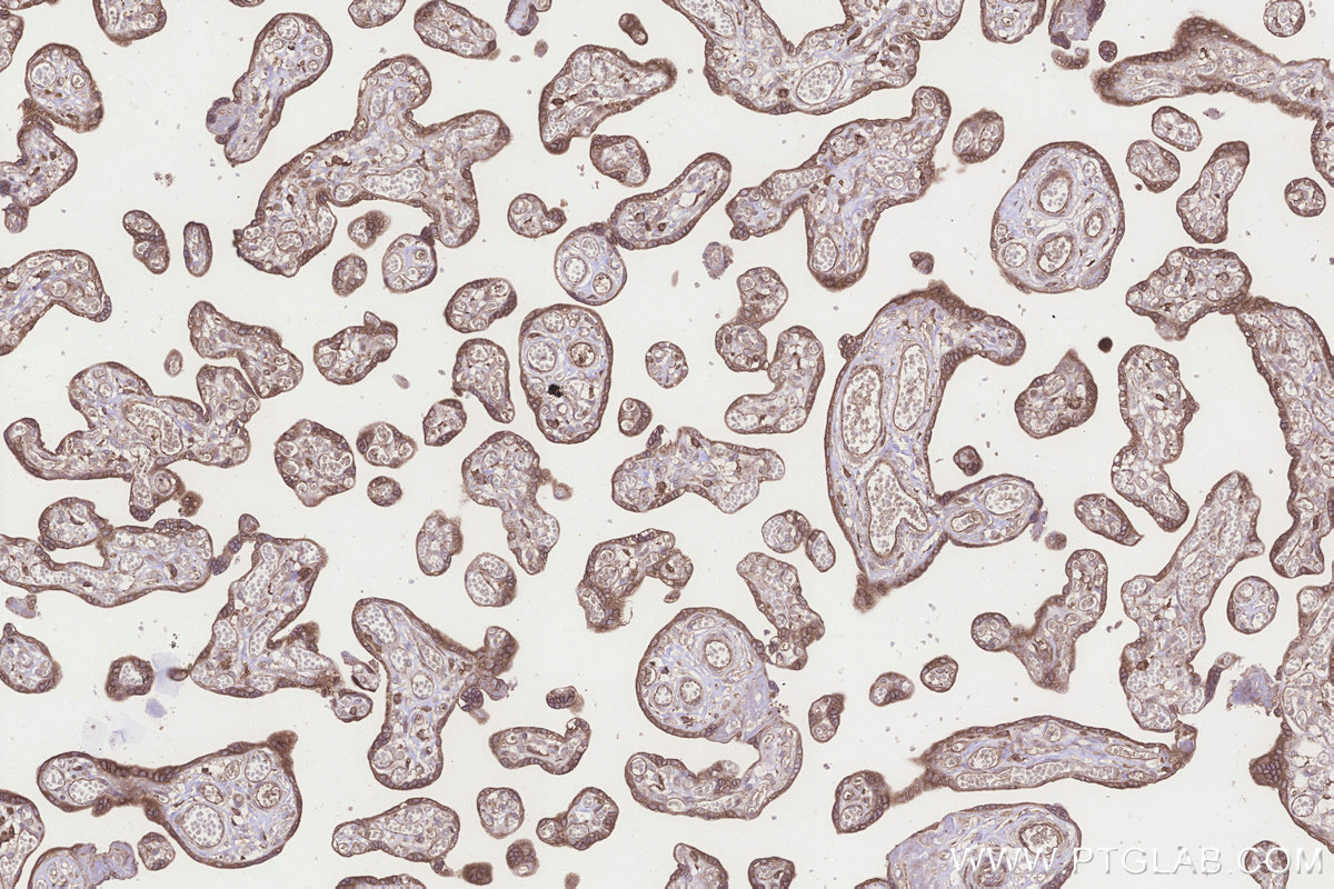 Immunohistochemical analysis of paraffin-embedded human placenta tissue slide using KHC3254 (EMC2/TTC35 IHC Kit).
