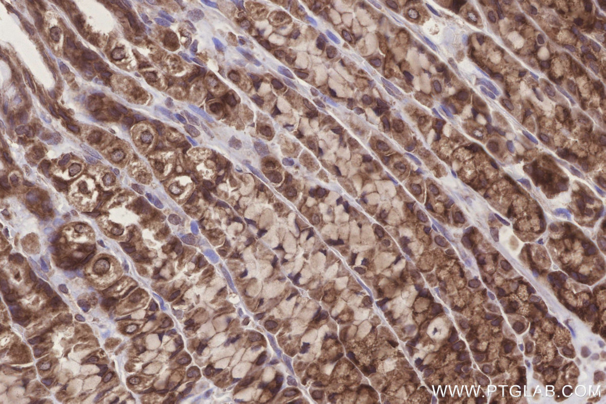 Immunohistochemical analysis of paraffin-embedded rat stomach tissue slide using KHC3254 (EMC2/TTC35 IHC Kit).