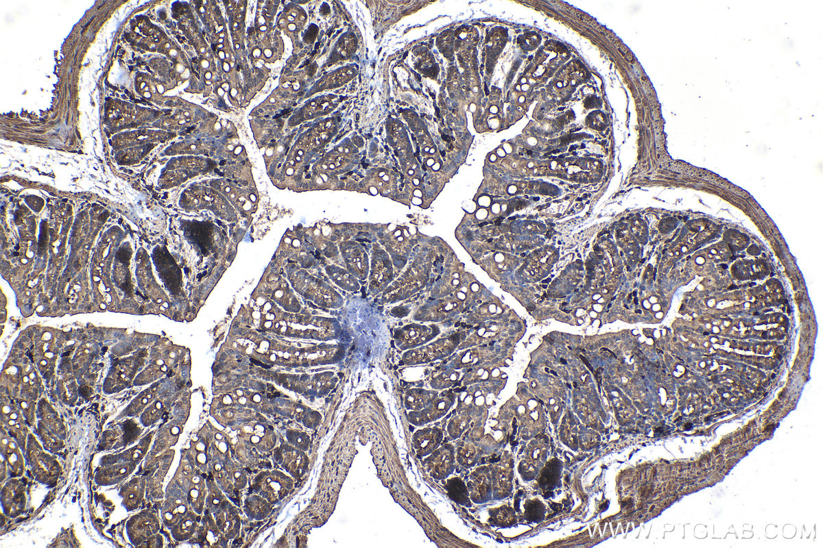 Immunohistochemical analysis of paraffin-embedded mouse colon tissue slide using KHC1437 (EPHX2 IHC Kit).