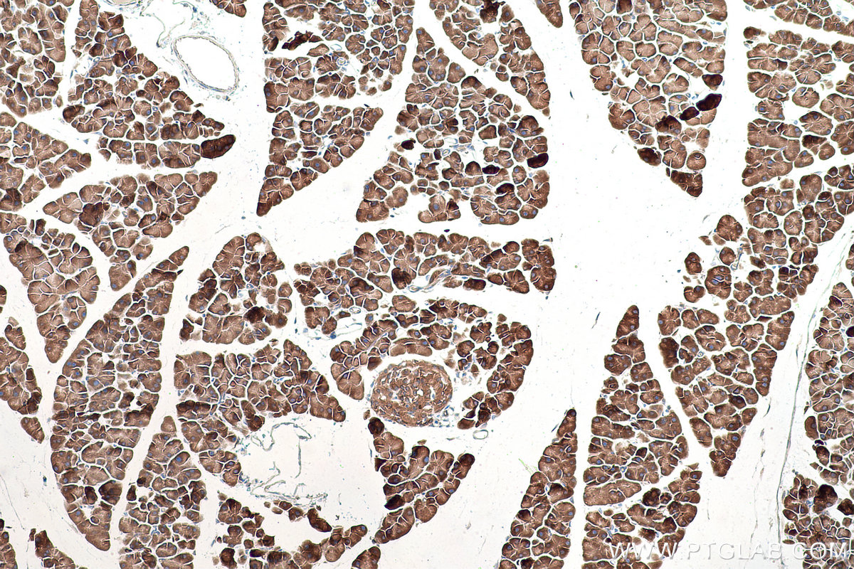 Immunohistochemical analysis of paraffin-embedded mouse pancreas tissue slide using KHC0869 (EPRS IHC Kit).