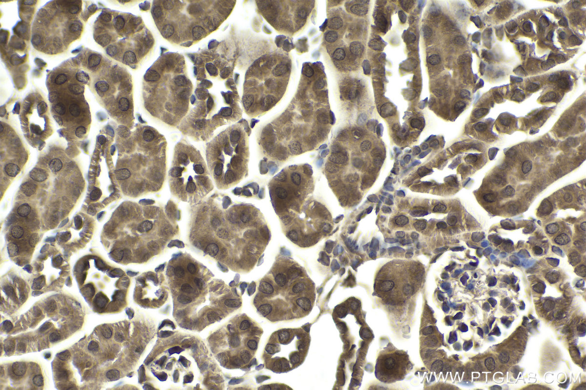 Immunohistochemical analysis of paraffin-embedded mouse kidney tissue slide using KHC1883 (ERBIN IHC Kit).