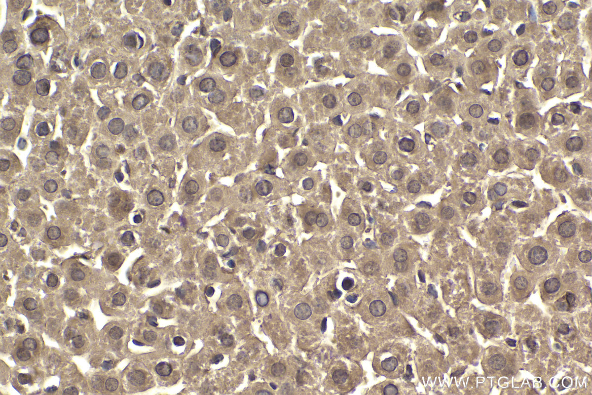 Immunohistochemical analysis of paraffin-embedded mouse liver tissue slide using KHC1883 (ERBIN IHC Kit).