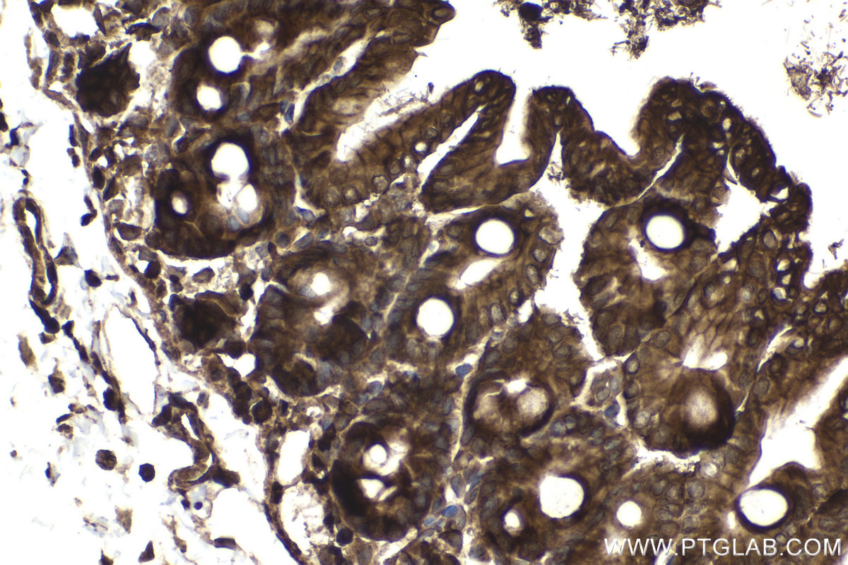 Immunohistochemical analysis of paraffin-embedded mouse intestine tissue slide using KHC1883 (ERBIN IHC Kit).