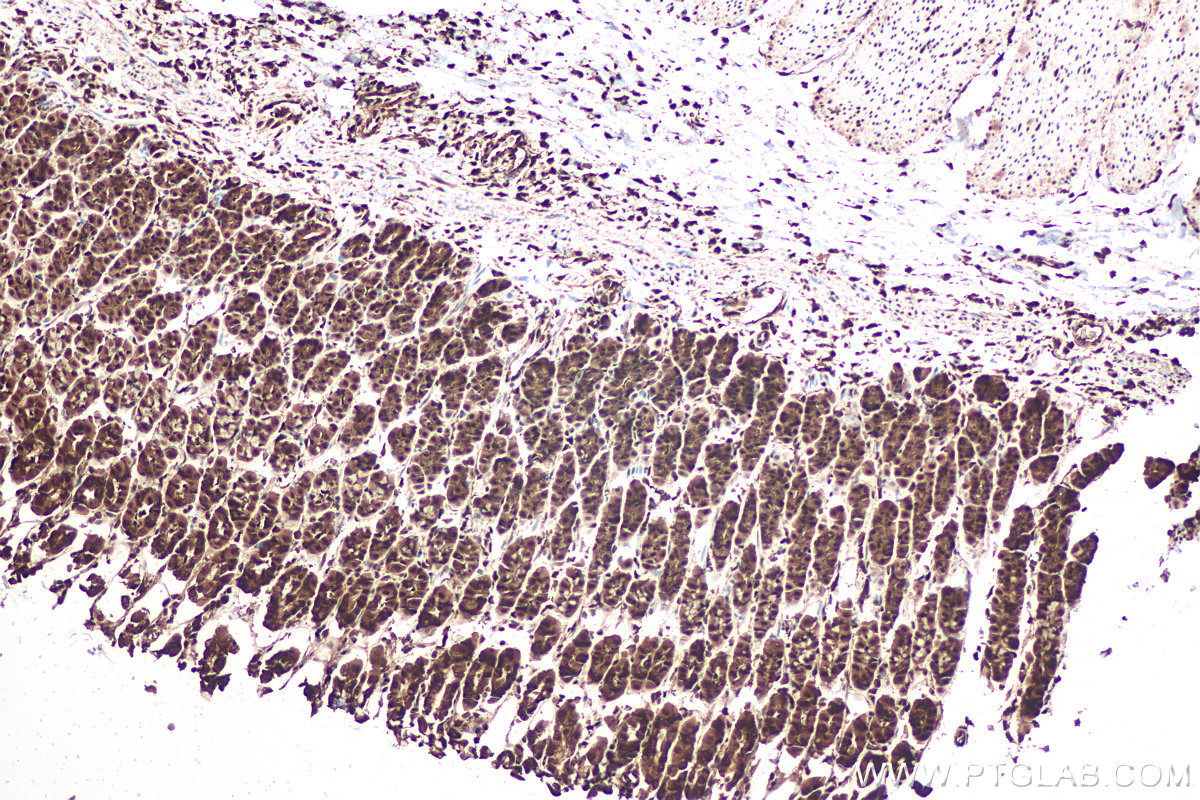 Immunohistochemical analysis of paraffin-embedded rat stomach tissue slide using KHC0917 (ERK1/2 IHC Kit).