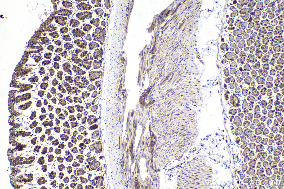 Immunohistochemical analysis of paraffin-embedded mouse stomach tissue slide using KHC1525 (ESRRA IHC Kit).