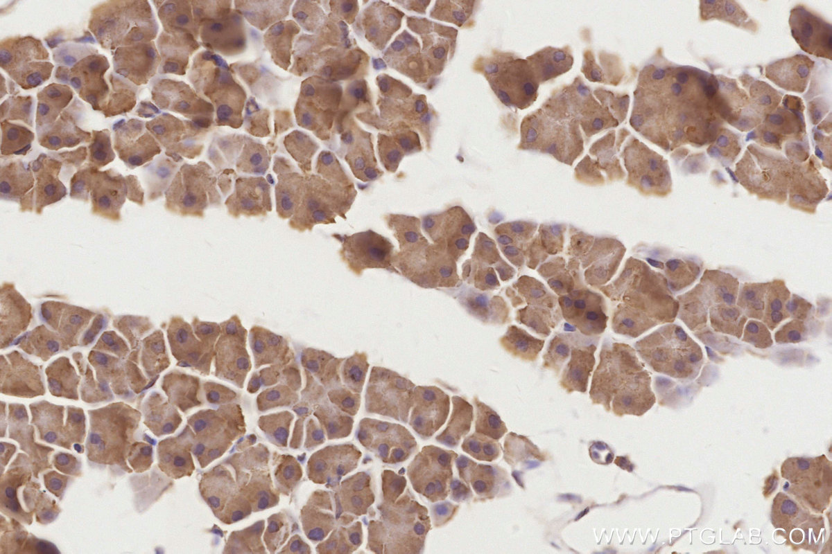 Immunohistochemical analysis of paraffin-embedded mouse pancreas tissue slide using KHC2861 (ESYT1 IHC Kit).