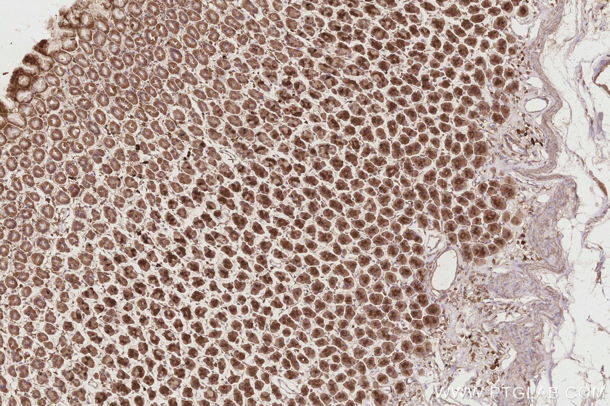 Immunohistochemical analysis of paraffin-embedded rat stomach tissue slide using KHC2861 (ESYT1 IHC Kit).