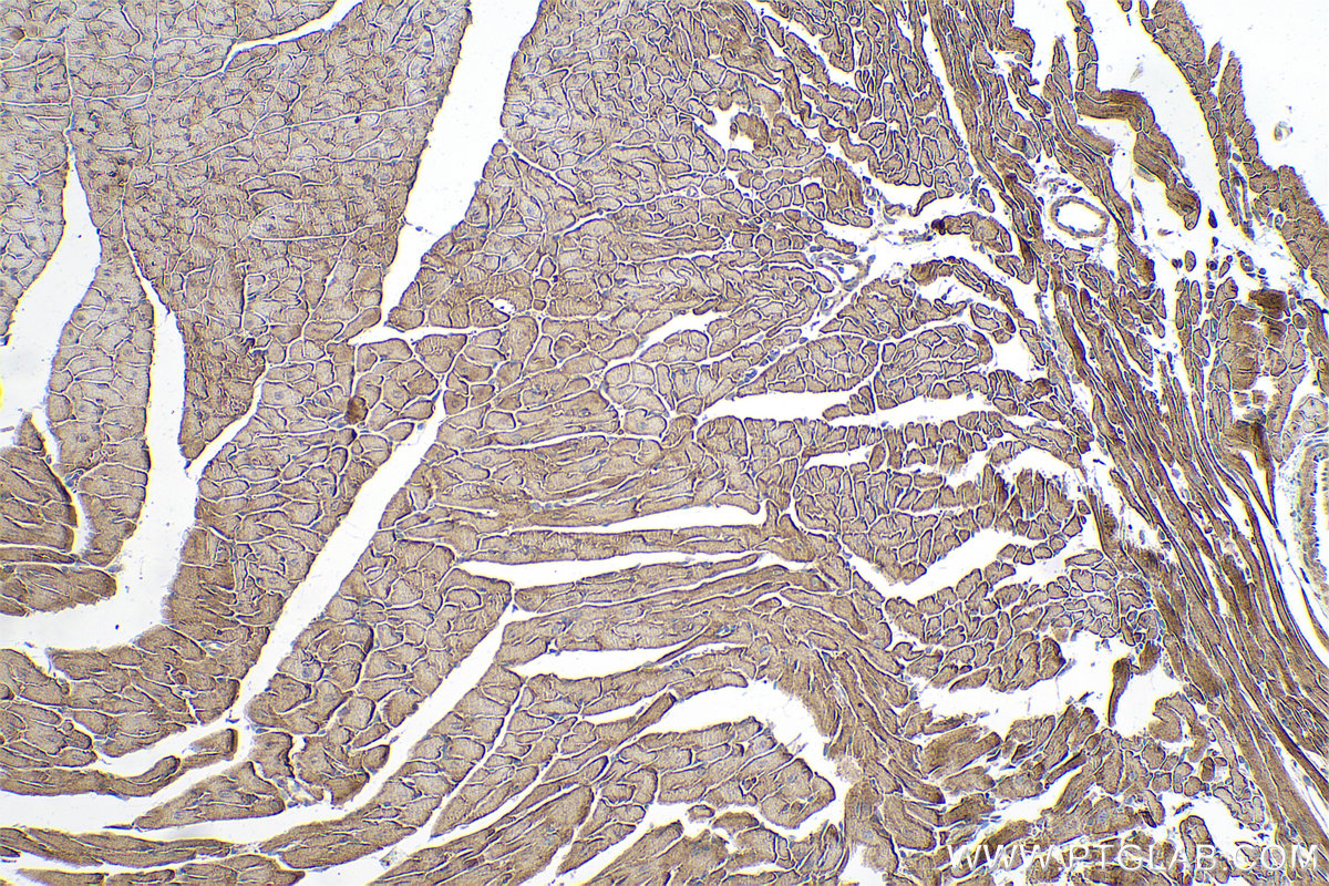 Immunohistochemical analysis of paraffin-embedded mouse heart tissue slide using KHC0767 (EYA4 IHC Kit).