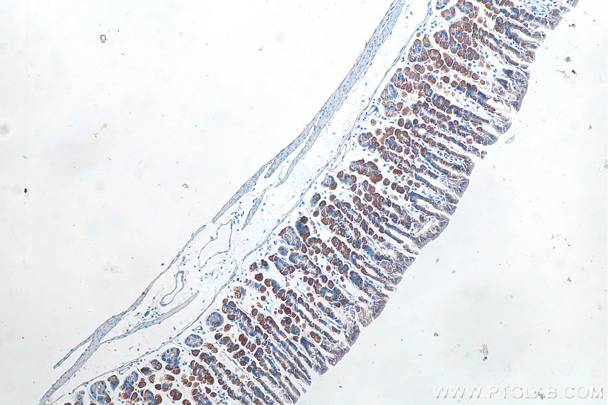 Immunohistochemical analysis of paraffin-embedded mouse stomach tissue slide using KHC0094 (Ezrin IHC Kit).