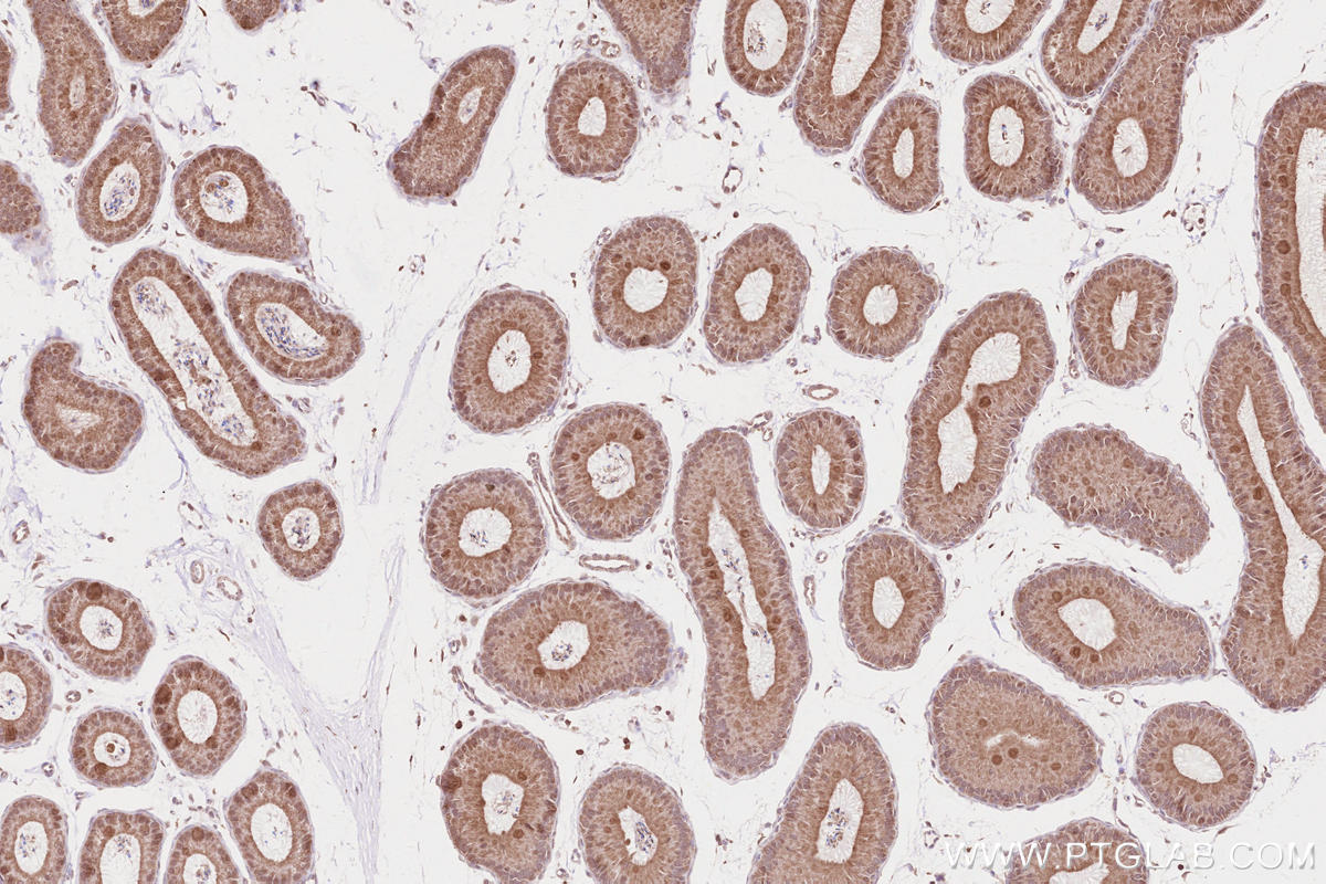 Immunohistochemical analysis of paraffin-embedded mouse epididymis tissue slide using KHC2613 (FA2H IHC Kit).