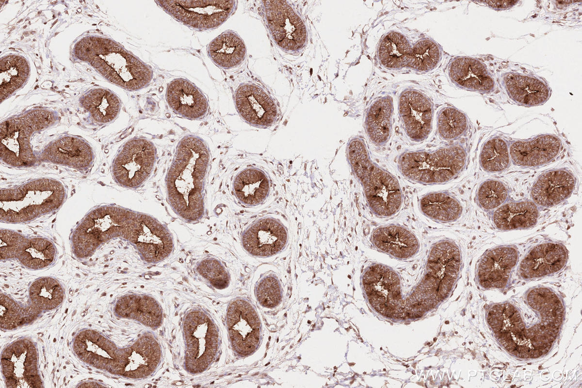 Immunohistochemical analysis of paraffin-embedded rat epididymis tissue slide using KHC2613 (FA2H IHC Kit).