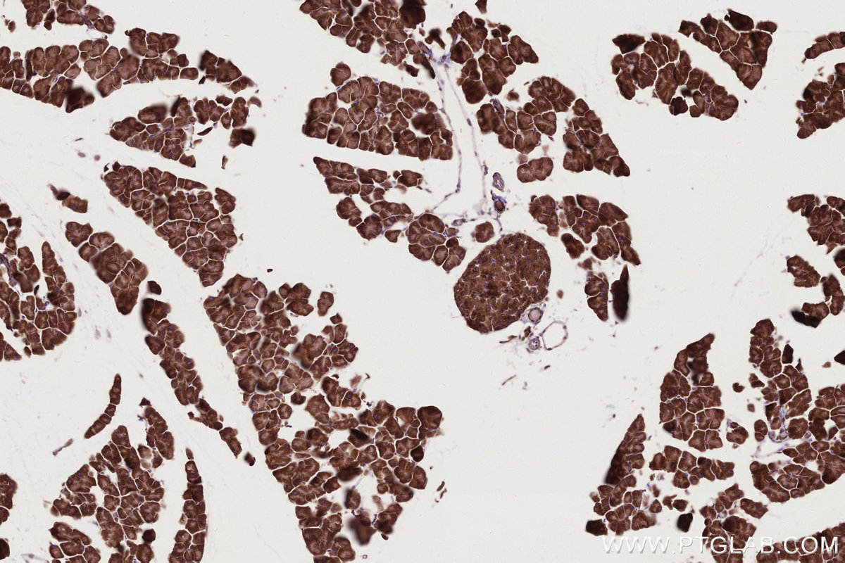 Immunohistochemical analysis of paraffin-embedded mouse pancreas tissue slide using KHC2783 (FAF2 IHC Kit).
