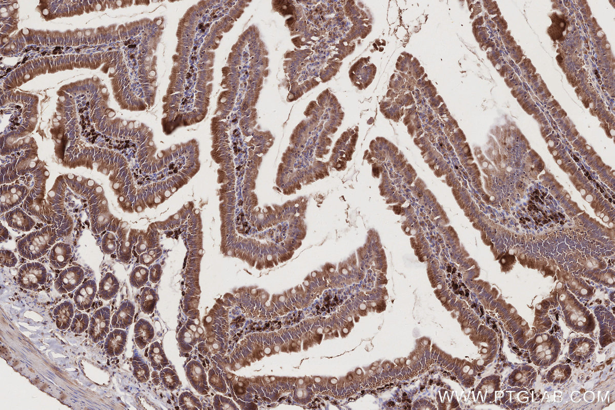 Immunohistochemical analysis of paraffin-embedded rat small intestine tissue slide using KHC2783 (FAF2 IHC Kit).