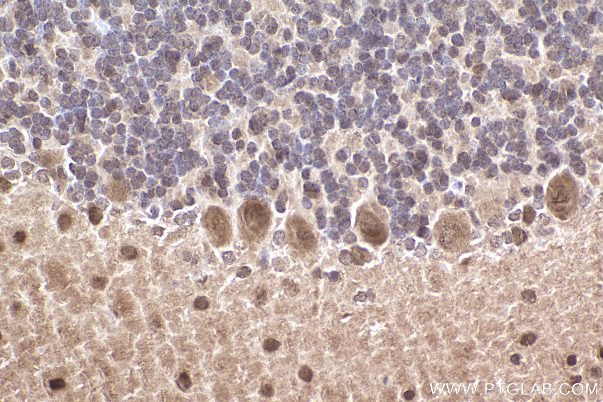 Immunohistochemical analysis of paraffin-embedded rat cerebellum tissue slide using KHC2477 (FAM175B IHC Kit).