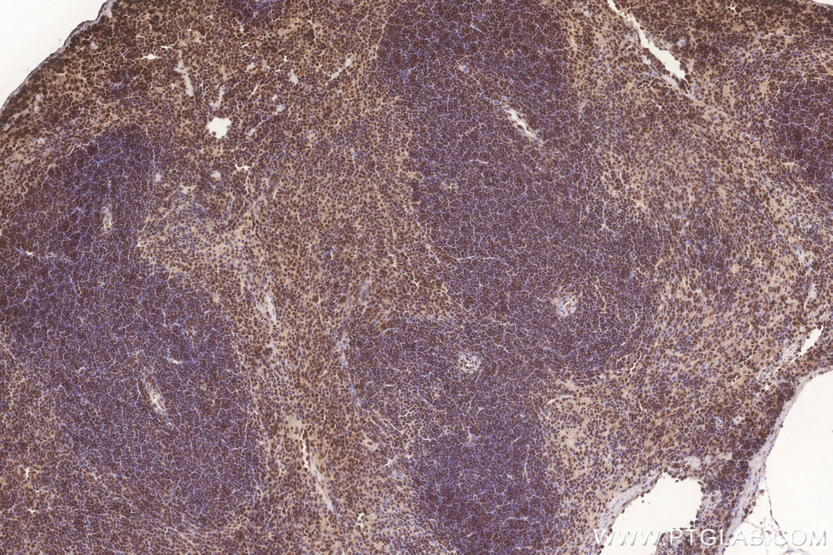 Immunohistochemical analysis of paraffin-embedded mouse spleen tissue slide using KHC3266 (FAM46C IHC Kit).