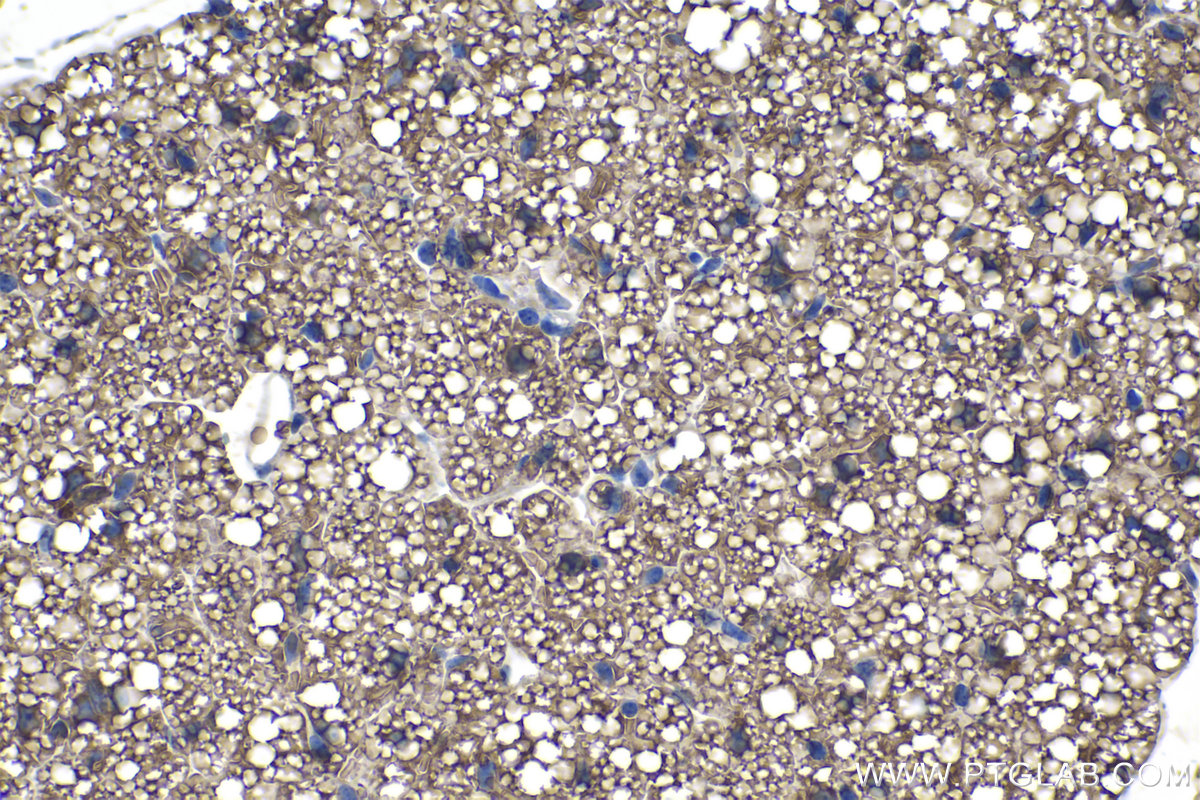 Immunohistochemical analysis of paraffin-embedded mouse brown adipose tissue slide using KHC1103 (FASN IHC Kit).