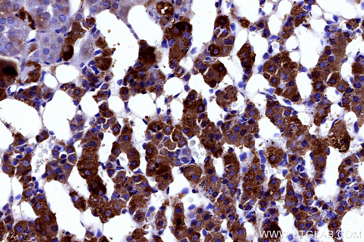 Immunohistochemical analysis of paraffin-embedded rat adrenal gland tissue slide using KHC3175 (FDX1 IHC Kit). Immunohistochemical analysis of paraffin-embedded rat adrenal gland tissue slide using KHC3175 (FDX1 IHC Kit).