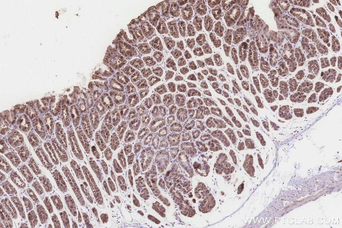 Immunohistochemical analysis of paraffin-embedded mouse stomach tissue slide using KHC3271 (FDX1L IHC Kit).