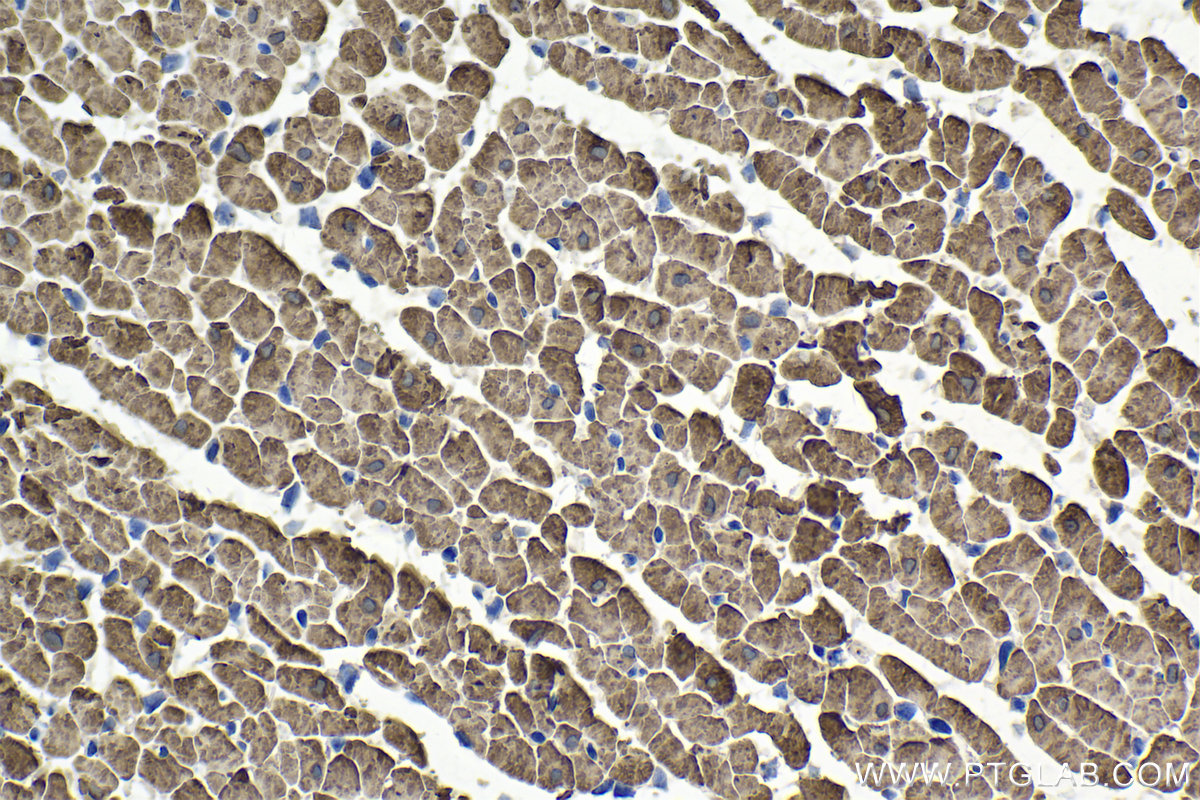 Immunohistochemical analysis of paraffin-embedded rat heart tissue slide using KHC1727 (FHL2 IHC Kit).