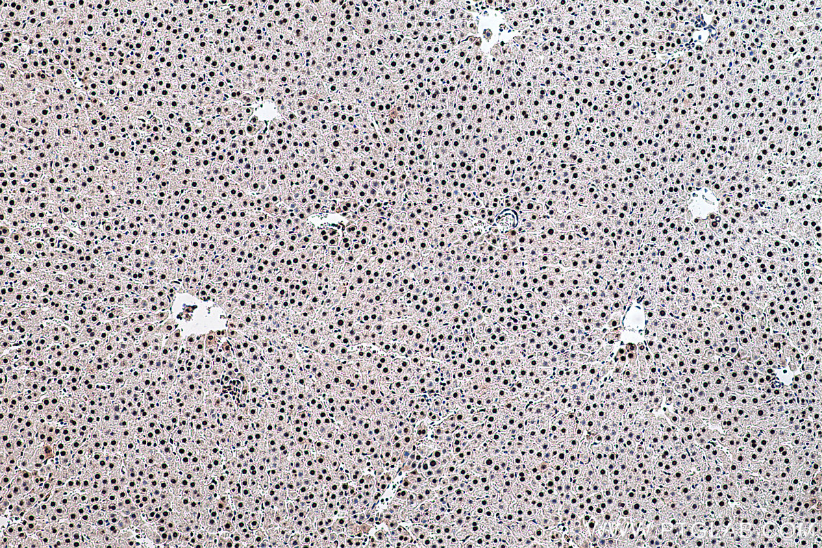 Immunohistochemical analysis of paraffin-embedded rat liver tissue slide using KHC0418 (FKBP5 IHC Kit).