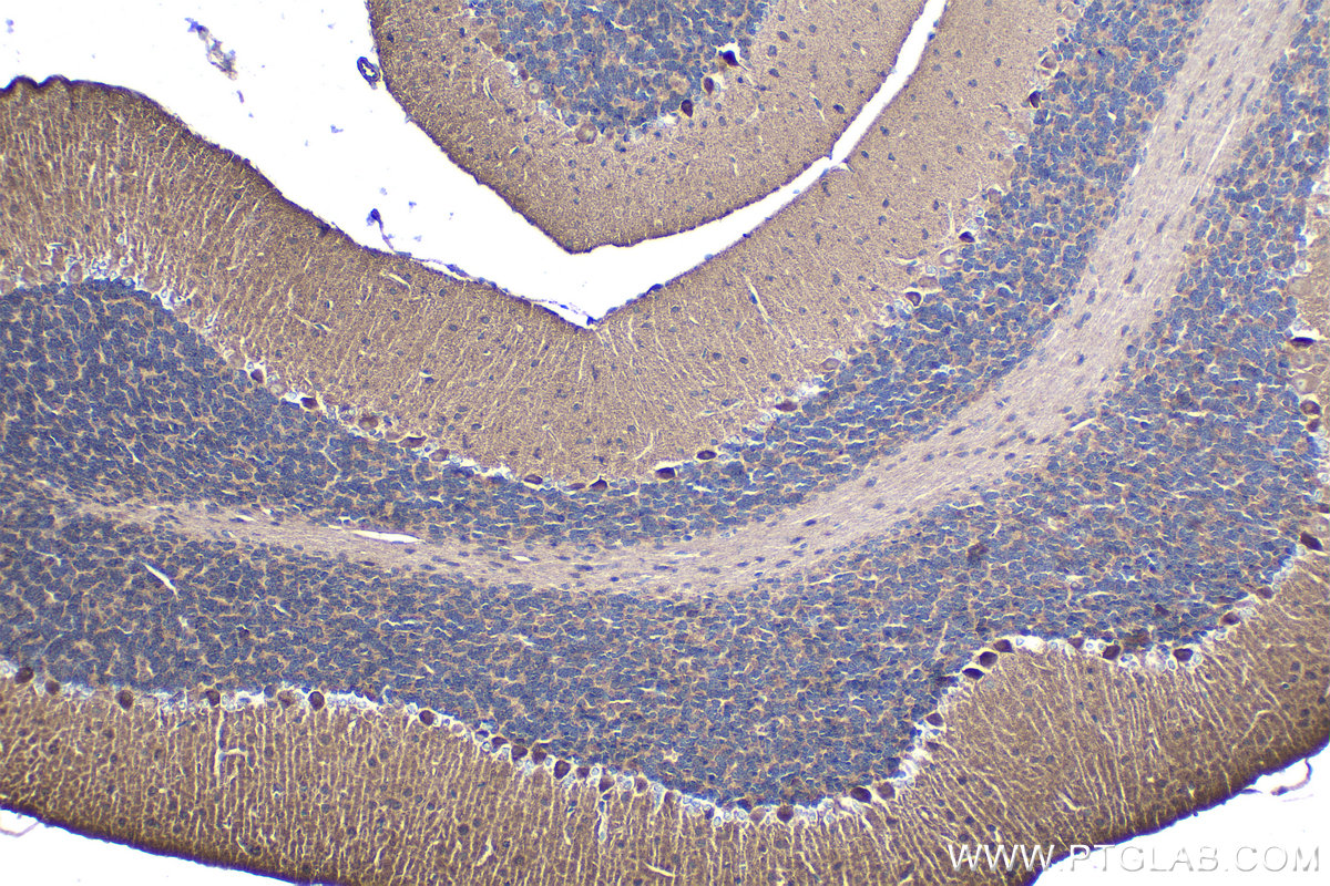 Immunohistochemical analysis of paraffin-embedded mouse cerebellum tissue slide using KHC1839 (FLCN IHC Kit).