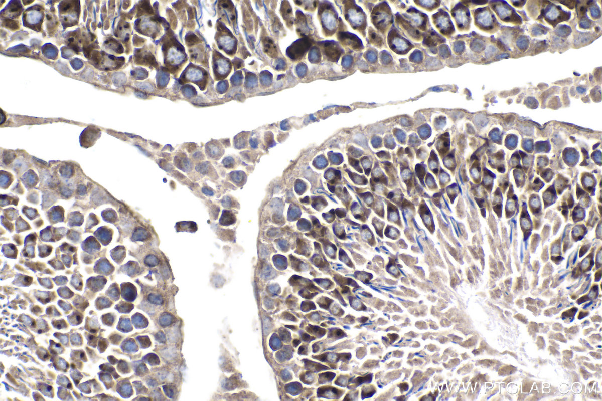 Immunohistochemical analysis of paraffin-embedded rat testis tissue slide using KHC1839 (FLCN IHC Kit).