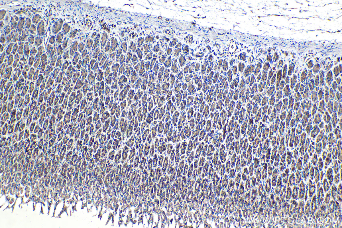 Immunohistochemical analysis of paraffin-embedded rat stomach tissue slide using KHC1072 (FLOT1 IHC Kit).