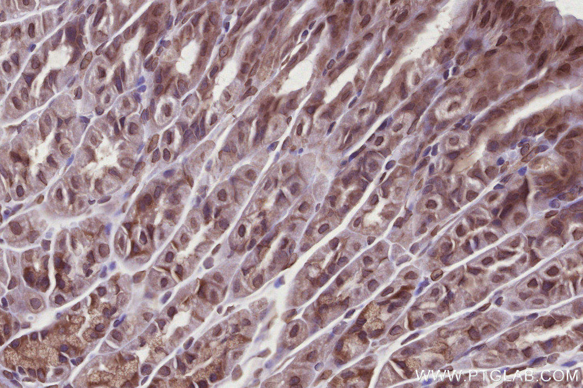 Immunohistochemical analysis of paraffin-embedded mouse stomach tissue slide using KHC2727 (FNIP1 IHC Kit).