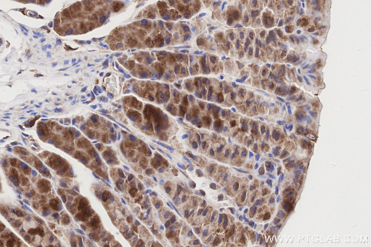 Immunohistochemical analysis of paraffin-embedded mouse stomach tissue slide using KHC3216 (FNTA IHC Kit).