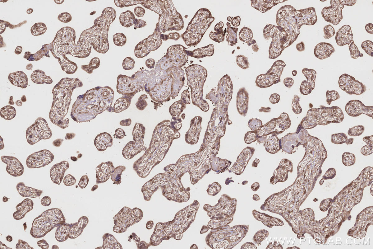 Immunohistochemical analysis of paraffin-embedded human placenta tissue slide using KHC3216 (FNTA IHC Kit).