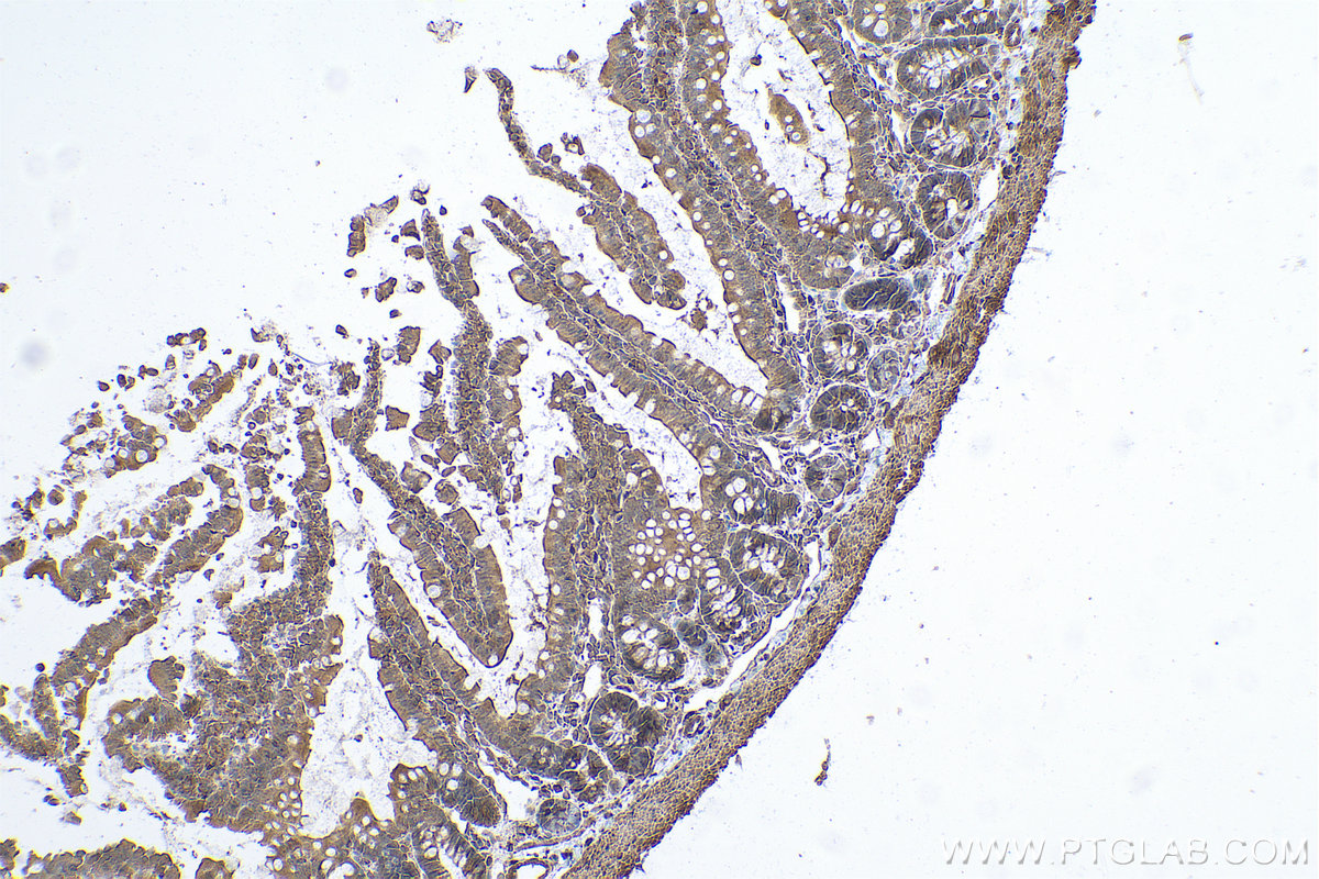 Immunohistochemical analysis of paraffin-embedded rat colon tissue slide using KHC0794 (FSTL1 IHC Kit).