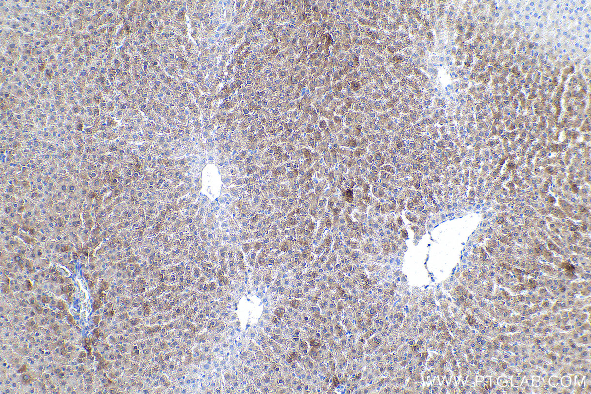 Immunohistochemical analysis of paraffin-embedded rat liver tissue slide using KHC0533 (FTCD IHC Kit).